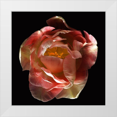 Tulip Angelique White Modern Wood Framed Art Print by Reynolds, Richard