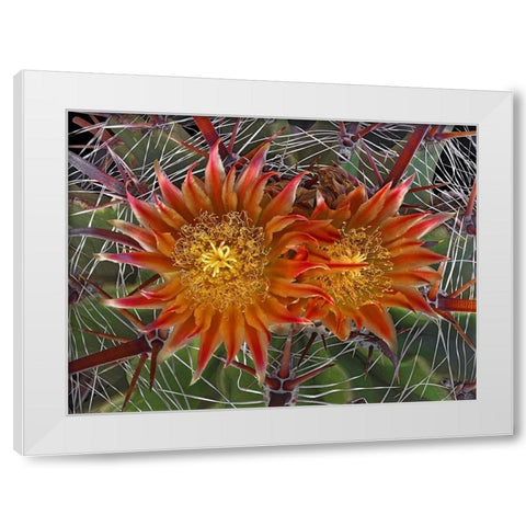 Herrerrae White Modern Wood Framed Art Print by Reynolds, Richard