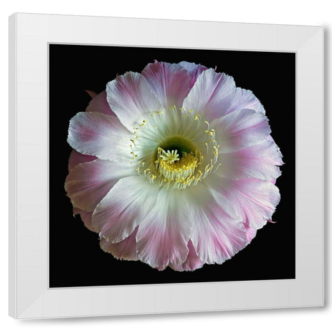 Echinopsis Cactus Gossamer White Modern Wood Framed Art Print by Reynolds, Richard