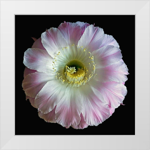 Echinopsis Cactus Gossamer White Modern Wood Framed Art Print by Reynolds, Richard