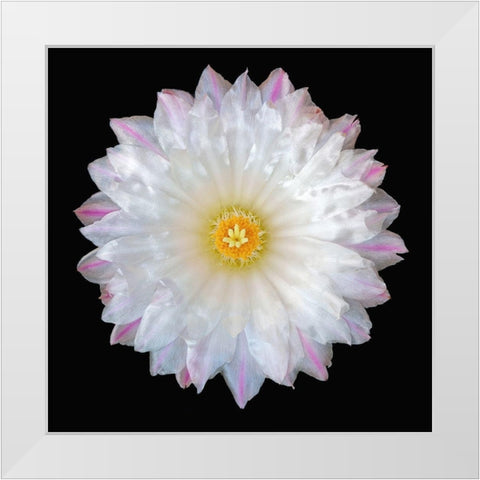 Thelocactus Hexaedrophorus White Modern Wood Framed Art Print by Reynolds, Richard