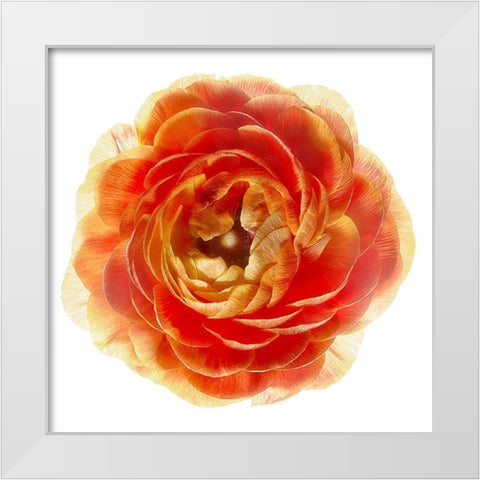 Ranunculus Brown White Modern Wood Framed Art Print by Reynolds, Richard