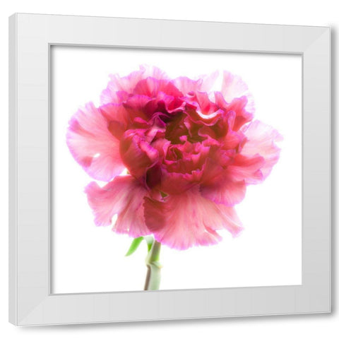Carnation Purple White Modern Wood Framed Art Print by Reynolds, Richard