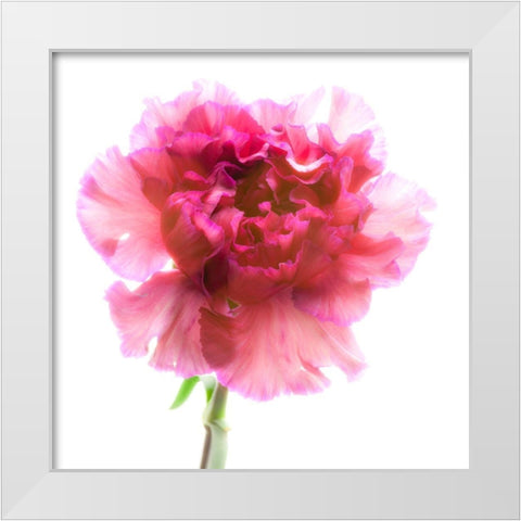Carnation Purple White Modern Wood Framed Art Print by Reynolds, Richard