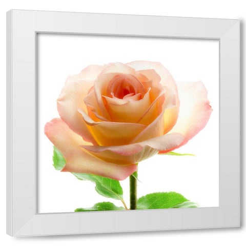 Rose White Modern Wood Framed Art Print by Reynolds, Richard