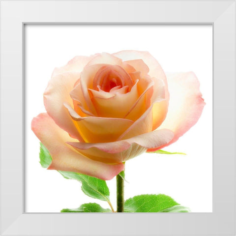 Rose White Modern Wood Framed Art Print by Reynolds, Richard