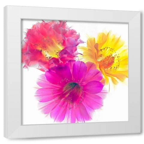 Three Echinopsis White Modern Wood Framed Art Print by Reynolds, Richard