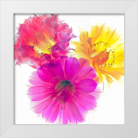 Three Echinopsis White Modern Wood Framed Art Print by Reynolds, Richard