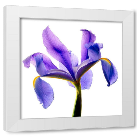 Iris Blue White Modern Wood Framed Art Print by Reynolds, Richard