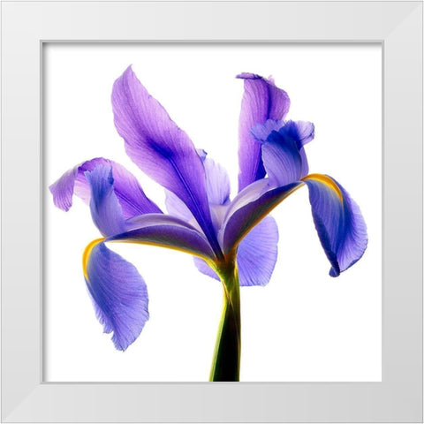 Iris Blue White Modern Wood Framed Art Print by Reynolds, Richard
