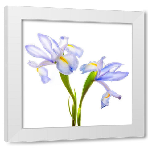 Iris It Blue White Modern Wood Framed Art Print by Reynolds, Richard