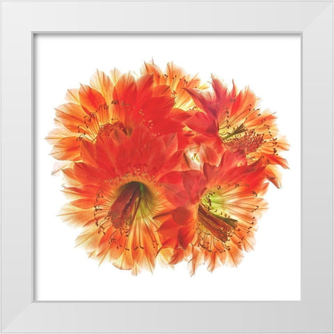 Fangrila White Modern Wood Framed Art Print by Reynolds, Richard