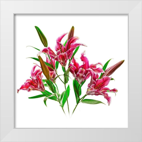 Stargazers White Modern Wood Framed Art Print by Reynolds, Richard