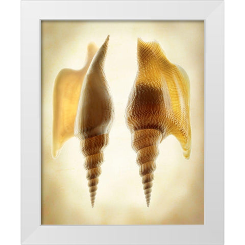 Listers Conch 2 White Modern Wood Framed Art Print by Reynolds, Richard