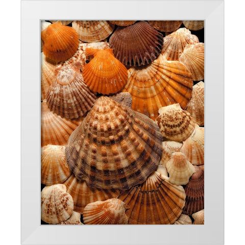 Pectins White Modern Wood Framed Art Print by Reynolds, Richard