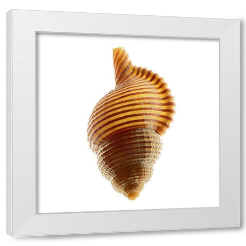 Linatella Succinta White Modern Wood Framed Art Print by Reynolds, Richard