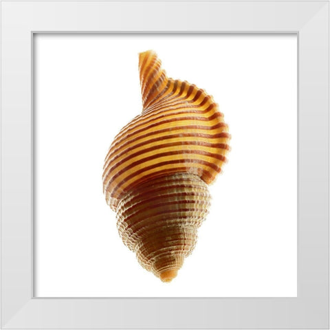 Linatella Succinta White Modern Wood Framed Art Print by Reynolds, Richard