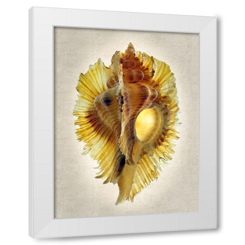 Miyoko Murex White Modern Wood Framed Art Print by Reynolds, Richard