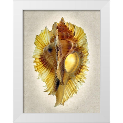 Miyoko Murex White Modern Wood Framed Art Print by Reynolds, Richard