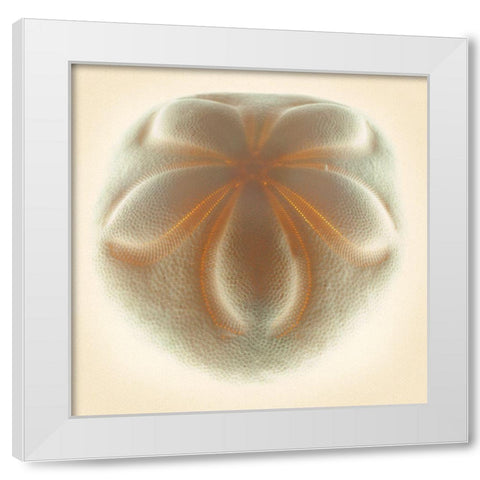 Sea Biscuit Tan White Modern Wood Framed Art Print by Reynolds, Richard