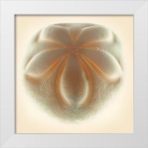 Sea Biscuit Tan White Modern Wood Framed Art Print by Reynolds, Richard