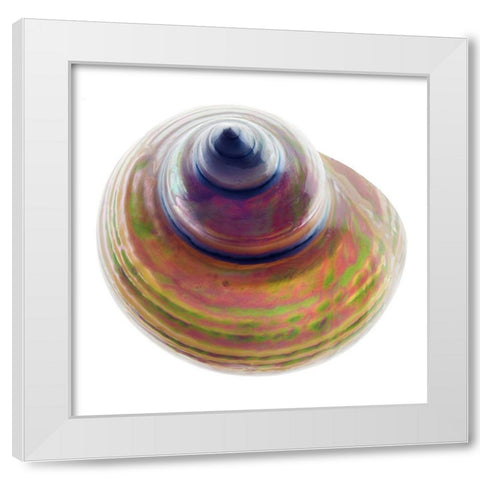 Pearl Turban Shell 1 White Modern Wood Framed Art Print by Reynolds, Richard