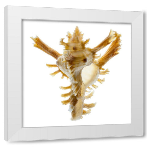 Banks Murex 2 White Modern Wood Framed Art Print by Reynolds, Richard