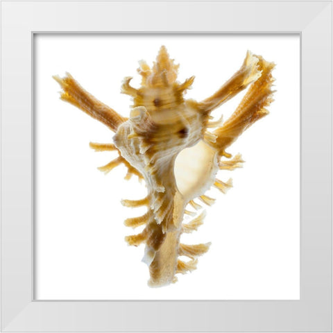 Banks Murex 2 White Modern Wood Framed Art Print by Reynolds, Richard