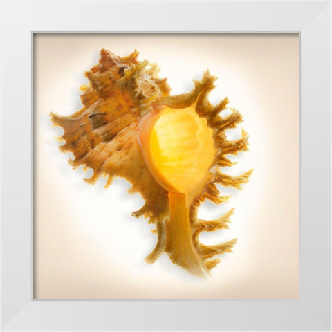 Branched Murex White Modern Wood Framed Art Print by Reynolds, Richard