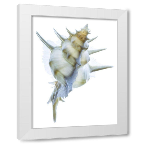 Murex Alabaster I White Modern Wood Framed Art Print by Reynolds, Richard