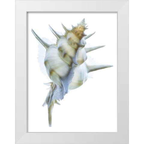 Murex Alabaster I White Modern Wood Framed Art Print by Reynolds, Richard