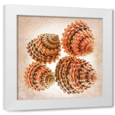 Tectarus Coronatus White Modern Wood Framed Art Print by Reynolds, Richard