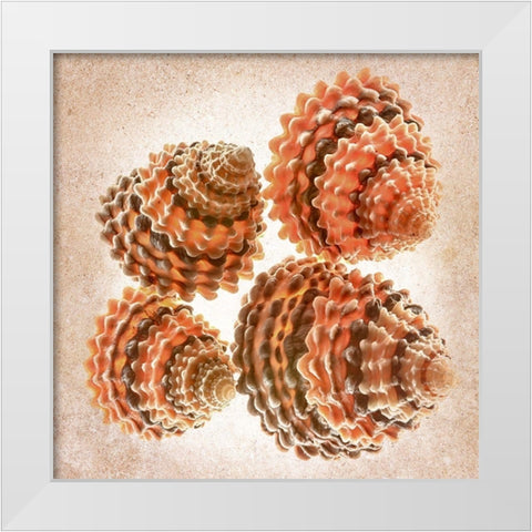 Tectarus Coronatus White Modern Wood Framed Art Print by Reynolds, Richard