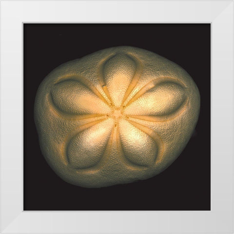 Sea Biscuit White Modern Wood Framed Art Print by Reynolds, Richard