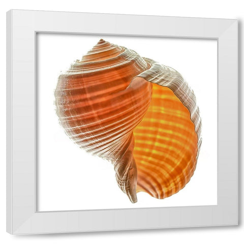 Tonna Galea White Modern Wood Framed Art Print by Reynolds, Richard