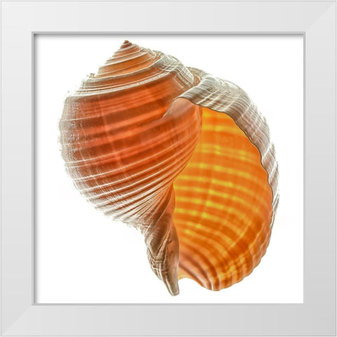 Tonna Galea White Modern Wood Framed Art Print by Reynolds, Richard