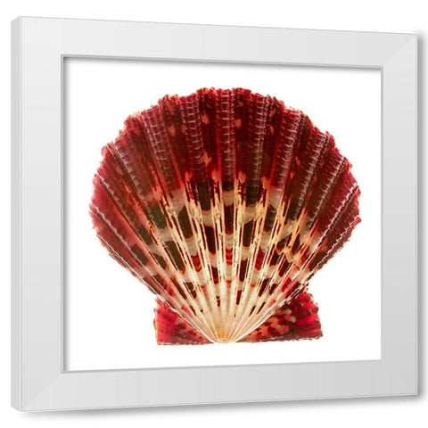 Scallop 2 White Modern Wood Framed Art Print by Reynolds, Richard