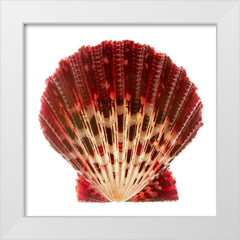 Scallop 2 White Modern Wood Framed Art Print by Reynolds, Richard