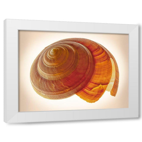 Bayerotrochus Teramachii White Modern Wood Framed Art Print by Reynolds, Richard