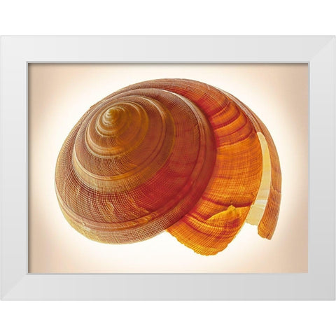 Bayerotrochus Teramachii White Modern Wood Framed Art Print by Reynolds, Richard