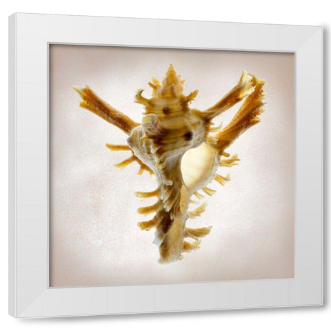 Banks Murex White Modern Wood Framed Art Print by Reynolds, Richard