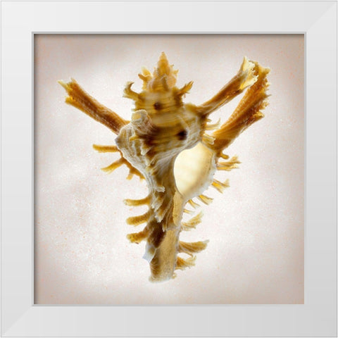 Banks Murex White Modern Wood Framed Art Print by Reynolds, Richard