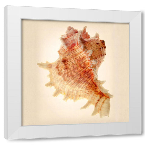 Murex White Modern Wood Framed Art Print by Reynolds, Richard