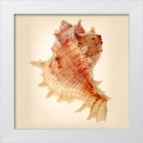 Murex White Modern Wood Framed Art Print by Reynolds, Richard