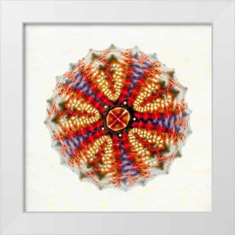 Sea Urchin 2 White Modern Wood Framed Art Print by Reynolds, Richard