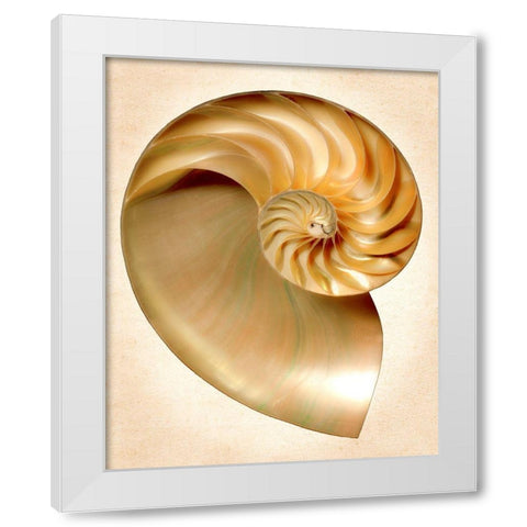 Nautilus Section White Modern Wood Framed Art Print by Reynolds, Richard