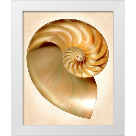 Nautilus Section White Modern Wood Framed Art Print by Reynolds, Richard