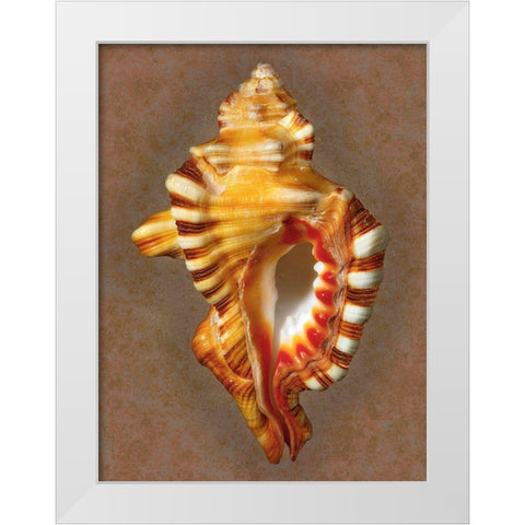 Perrys Triton White Modern Wood Framed Art Print by Reynolds, Richard