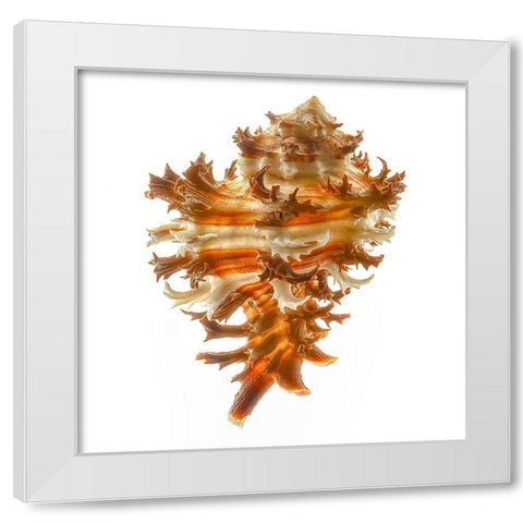 Hexaplex Cichoreum White Modern Wood Framed Art Print by Reynolds, Richard