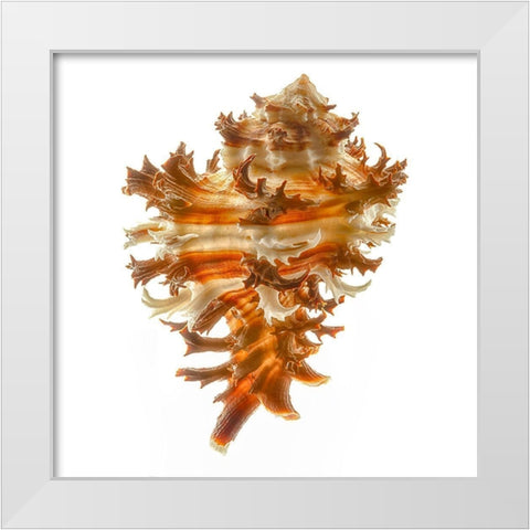 Hexaplex Cichoreum White Modern Wood Framed Art Print by Reynolds, Richard